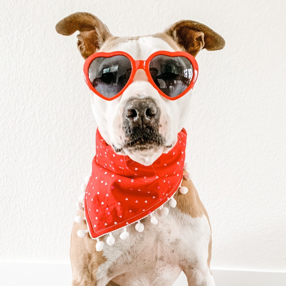 Reversible‎ Dog Bandana - Love Is In The Air